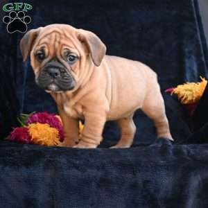 Bruno, Miniature Bulldog Puppy